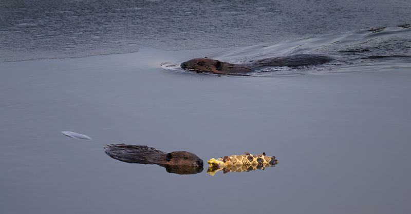 Beaver family along black ice TNR copy.jpg
