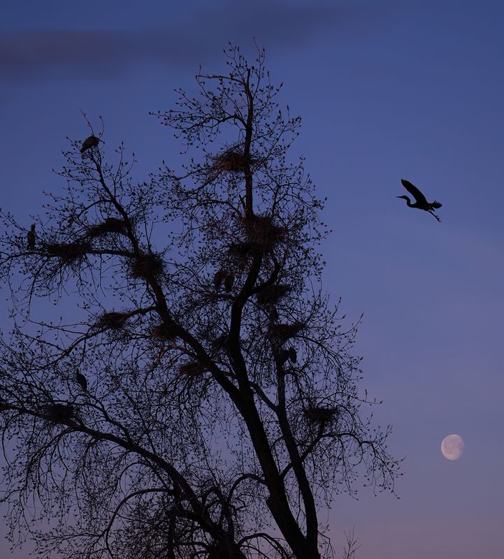 2nd morning of moon setting behind rookery TNR copy.jpg