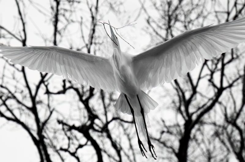 Right over me TNR copy.jpg