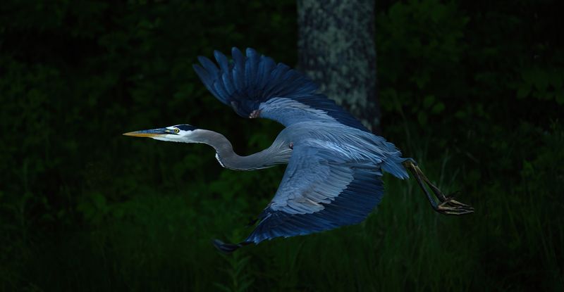 GBH in flight TNR copy.jpg