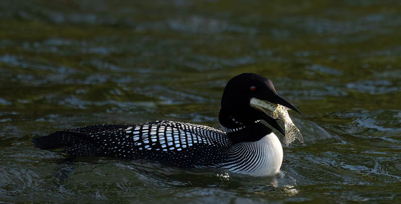 Loon eating a sizeable crappie TNR copy.jpg
