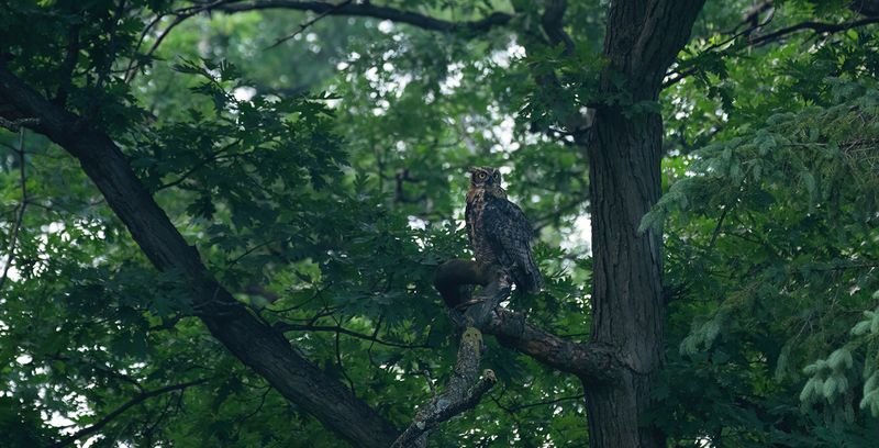Owlet on alert TNR copy.jpg