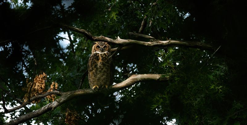 Owlet seems to be on her own TNR copy.jpg