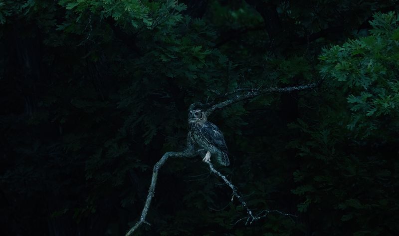 1st sighting of 2025 owlets TNR copy.jpg