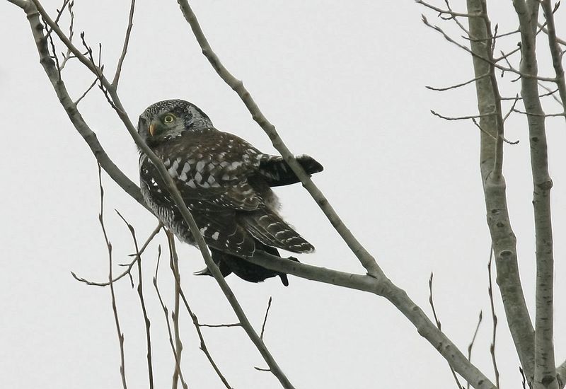 Bonus Northern Hawk Owl and lunch AIS.jpg