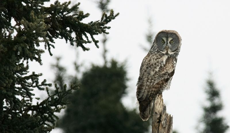 1st Great Gray.jpg