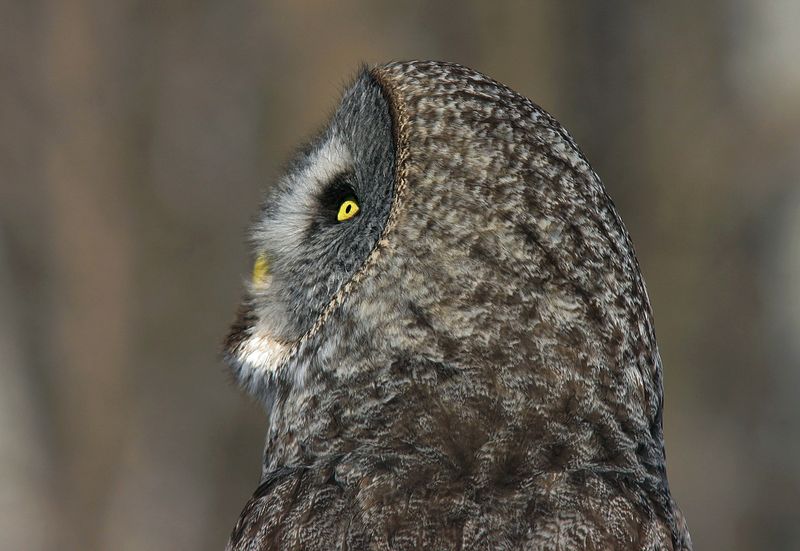 Side view.jpg