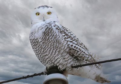 snowy_owls