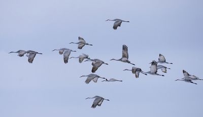 Sandhill Cranes-Sherburne National Wildlife Refuge