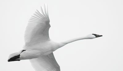 g13/68/382268/3/173436670.a2c7e137.JPEG