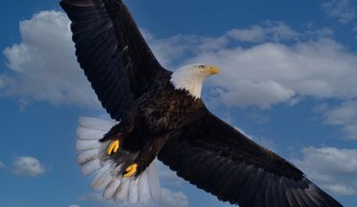 g13/68/382268/3/173487124.d83c3a2e.JPEG