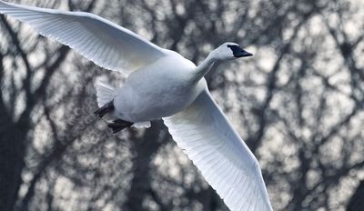 Swans of Minnesota