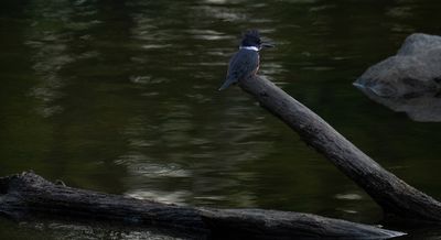 g13/68/382268/3/173784982.031f7338.JPEG