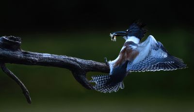 kingfishers