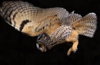 long_eared_owls