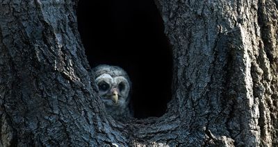 barred_owls