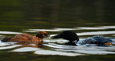 Loons of Itasca State Park