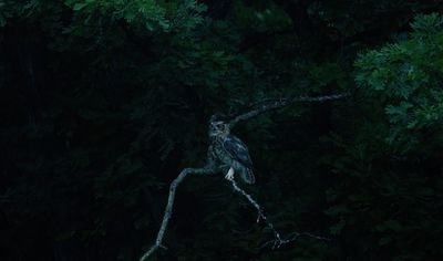 great_horned_owls