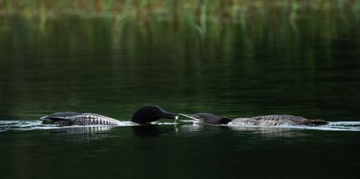 Loons of Itasca State Park