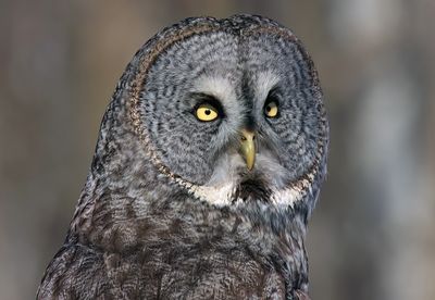 Great Gray Owl Migration 2005