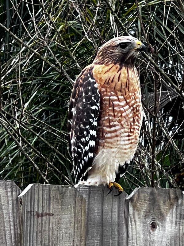 Red Tail hawk on our fence