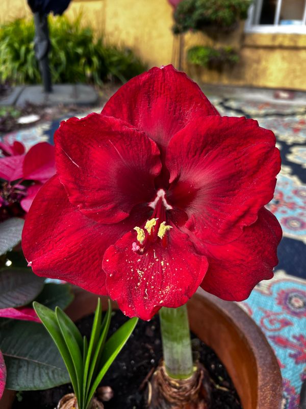 Amaryllis.