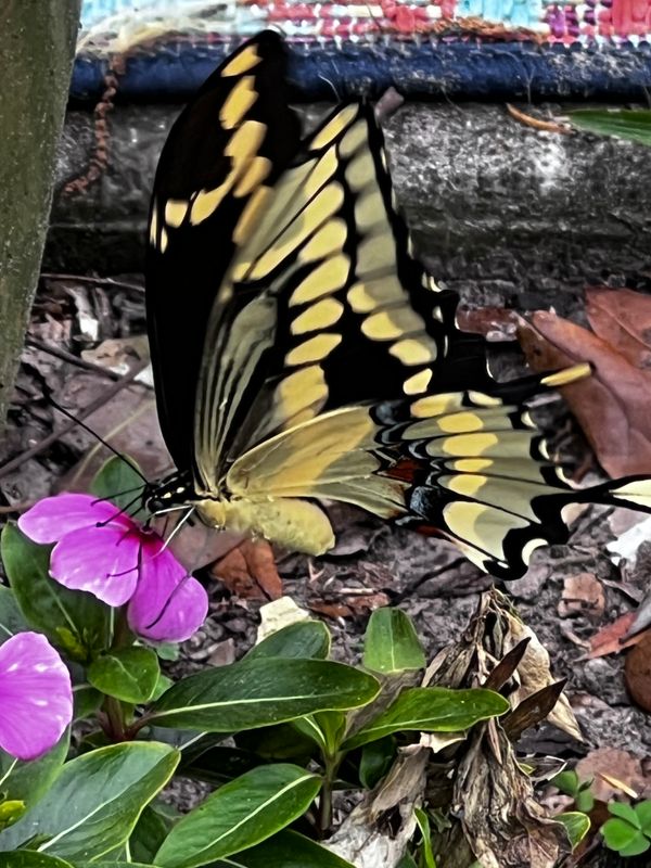 Butterfly in my garden
