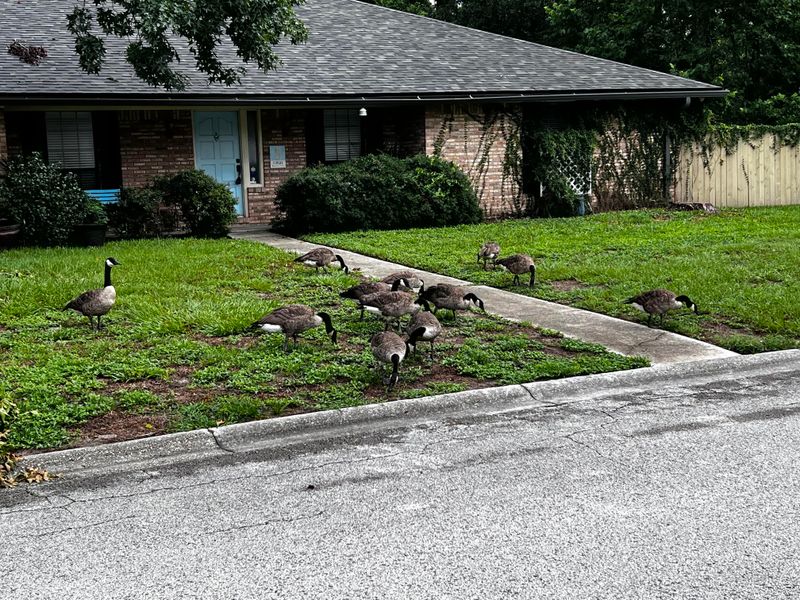 Geese around the house