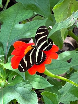 Butterfly on Mexican Sunflower