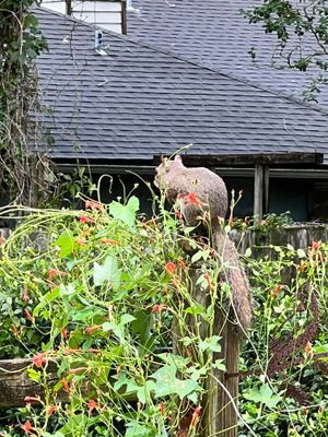 Contemplating Squirrel 