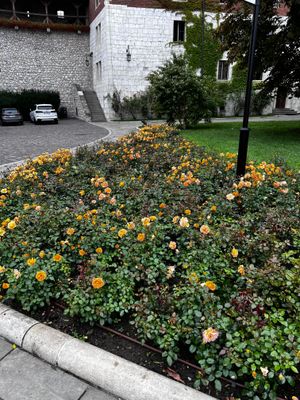More flowers