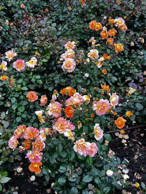 And more flowers. Very pretty!