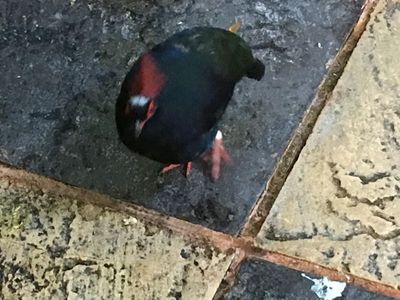 IMG_1139.jpeg