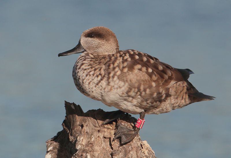 Marbled teal (marmaronetta angustirostris), Clot de Galvany, Spain, Januaary 2023
