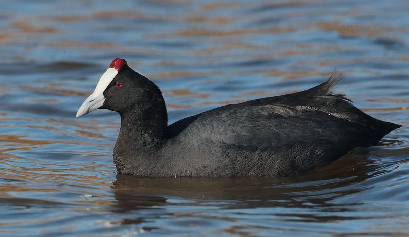Red-knobbed coot (fulica cristata), El Fondo, Spain, January 2023