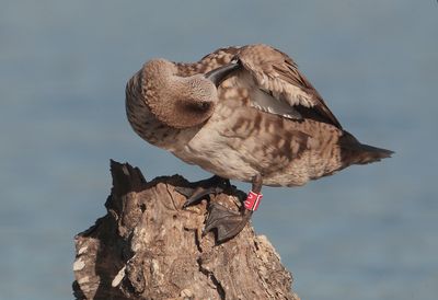 Marbled teal