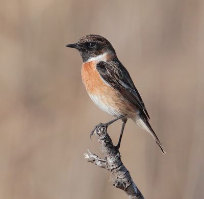 Stonechat (saxicola rubicola), Clot de Galvany, Spain, January 2023