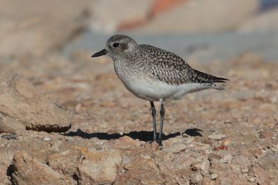 Grey plover (pluvialis squatarola)