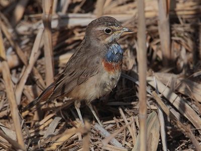 White-spotted bluethroat (luscinia svecica), San Felipe Neri, Spain, January 2023