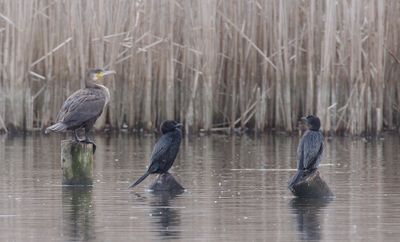 Pygmy cormorant, Chavornay, Switzerland, March 2024