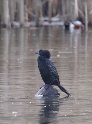 Pygmy cormorant, Chavornay, Switzerland, March 2024