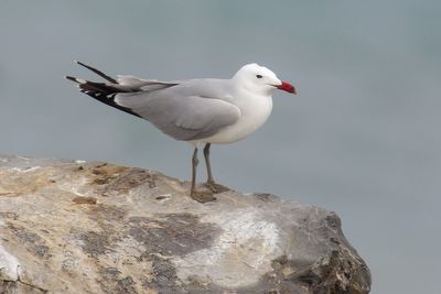 Audouin's gull (ichthyaetus audouinii), Saint-Sulpice, Switzerland, April 2024