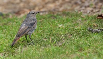 Black redstart