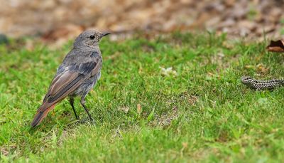 Black redstart