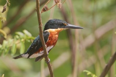 Costa Rica, December 2005 and December 2018