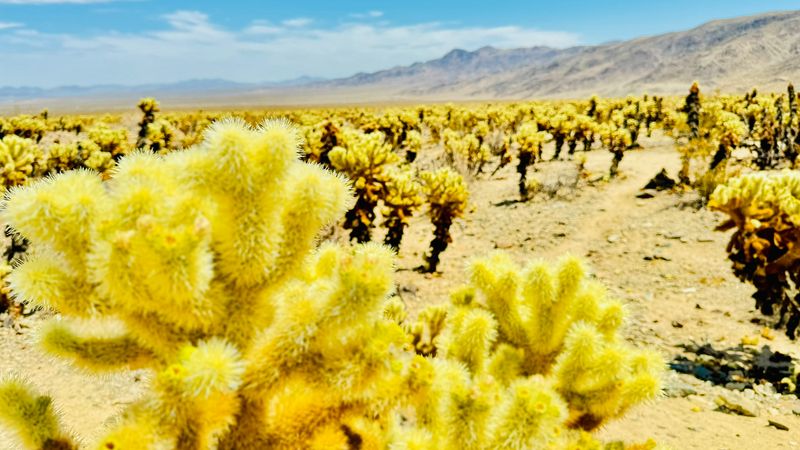 joshua_tree_2024