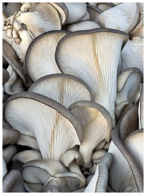 Mushrooms at Farmer's Market