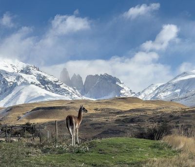 Guanaco 2.jpg