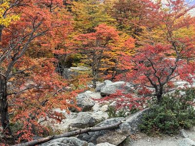 In a forest in Glacier NP Argentina.jpg