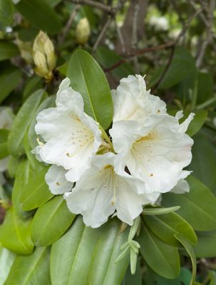 Azalias and Rhododrons-1.jpg